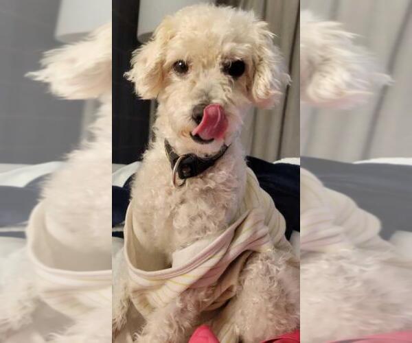 Medium Photo #2 Poodle (Toy) Puppy For Sale in San Antonio, TX, USA