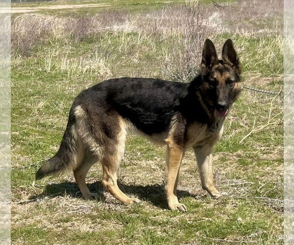 Medium Photo #2 German Shepherd Dog Puppy For Sale in Lancaster, CA, USA