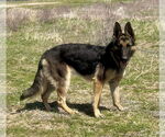 Small #1 German Shepherd Dog
