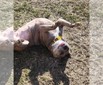Small Photo #12 American Staffordshire Terrier-Unknown Mix Puppy For Sale in Wenonah, NJ, USA