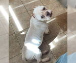 Small #10 American Bulldog-French Bulldog Mix
