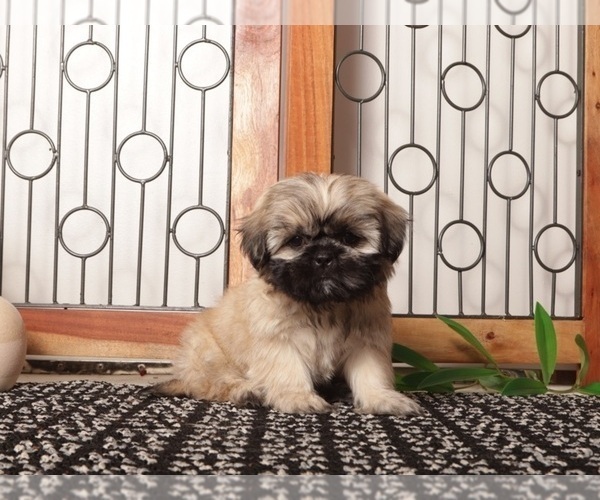 Medium Photo #3 Shih Tzu Puppy For Sale in NAPLES, FL, USA