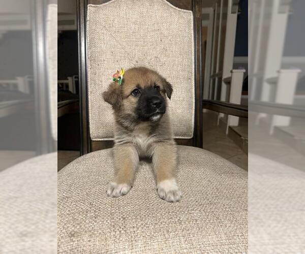 Medium Photo #2 Saint Pyrenees Puppy For Sale in Rosenberg, TX, USA