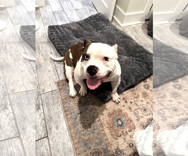 Medium Photo #7 American Bulldog Puppy For Sale in Rockville, MD, USA