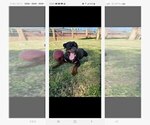 Small #9 Rottweiler