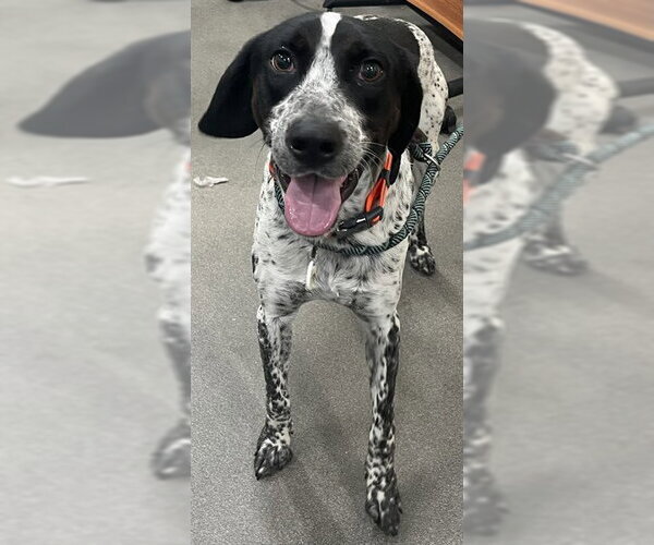 Medium Photo #1 German Shorthaired Pointer Puppy For Sale in Forestville, MD, USA