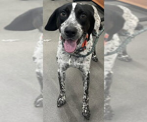 German Shorthaired Pointer Dogs for adoption in Forestville, MD, USA