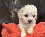 Puppy Ella Mae Bichpoo mix (+ Bichon Frise)