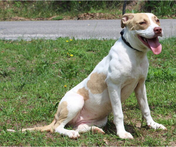 Medium Photo #2 Labrador Retriever-Unknown Mix Puppy For Sale in Prattville, AL, USA