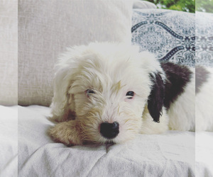 Sheepadoodle Puppy for sale in DELPHI, IN, USA