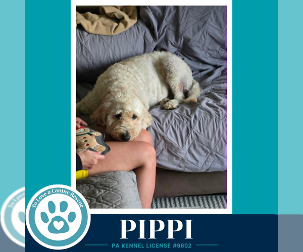 Medium Photo #4 Goldendoodle Puppy For Sale in Kimberton, PA, USA