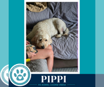 Small #3 Goldendoodle