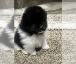 Image preview for Ad Listing. Nickname: Litter of 3