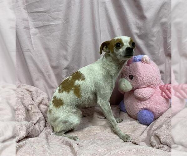 Medium Photo #1 Chihuahua Puppy For Sale in Modesto, CA, USA
