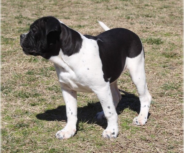 Full screen Photo #3 Alapaha Blue Blood Bulldog Puppy For Sale in MARBLE FALLS, AR, USA