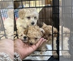 Small #5 Poodle (Toy)