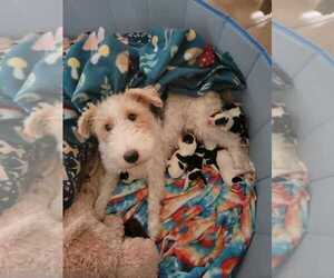 Wire Fox Terrier Puppy for sale in MACUNGIE, PA, USA
