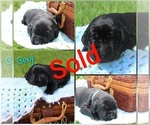 Small Photo #9 Labrador Retriever Puppy For Sale in ELIZABETHTOWN, PA, USA