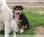 Small Photo #30 Australian Shepherd Puppy For Sale in ACTON, CA, USA