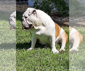 Mother of the Bulldog puppies born on 08/26/2022