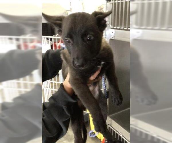 Medium Photo #1 Mutt Puppy For Sale in Riverside, CA, USA