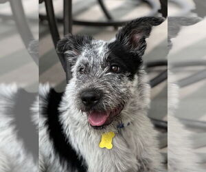 Mutt Dogs for adoption in Sandy, UT, USA