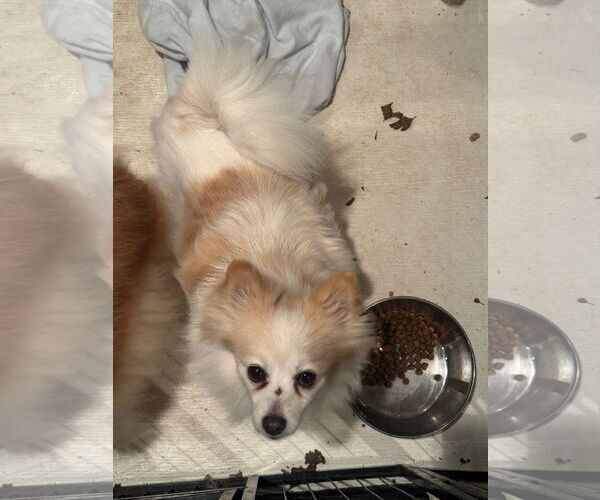 Medium Photo #5 Pomeranian Puppy For Sale in Pottstown, PA, USA