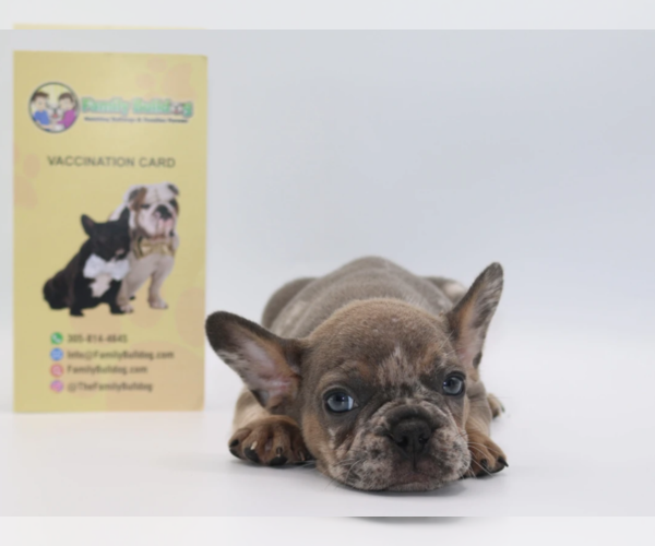 Medium Photo #2 French Bulldog Puppy For Sale in DULUTH, GA, USA