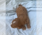 Small Photo #33 Cavapoo Puppy For Sale in PENSACOLA, FL, USA
