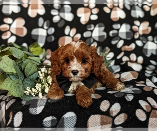 Medium Photo #4 Cavapoo Puppy For Sale in LEOLA, PA, USA