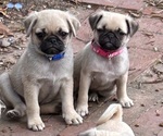 Puppy Blue Boy Pug