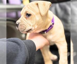 Mutt Dogs for adoption in Aurora, CO, USA