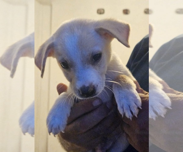 Medium Photo #1 Chihuahua-Labrador Retriever Mix Puppy For Sale in Virginia Beach, VA, USA