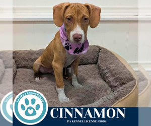 Labrador Retriever-Unknown Mix Dogs for adoption in Kimberton, PA, USA