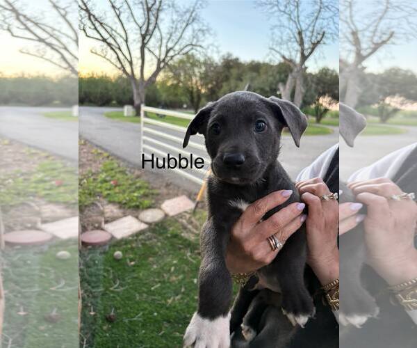 Medium Photo #1 Shepradors Puppy For Sale in Turlock, CA, USA