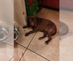 Small #7 Pug Mix