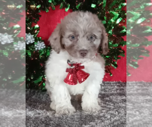 Aussiedoodle Miniature Puppy for sale in FREDERICKSBURG, OH, USA