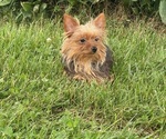 Small #4 Yorkshire Terrier