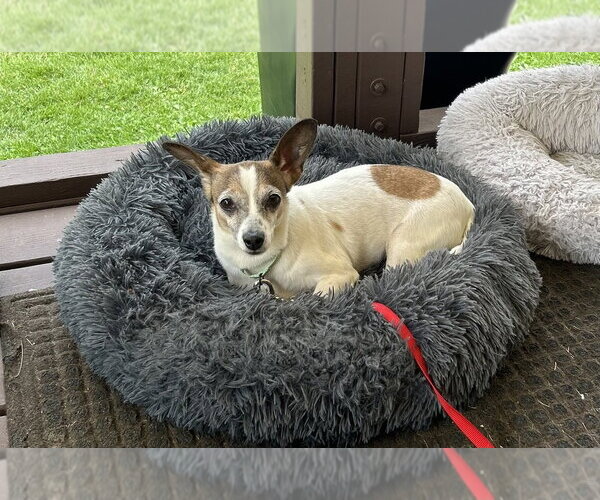 Medium Photo #2 Chihuahua-Unknown Mix Puppy For Sale in Springdale, PA, USA