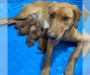 Mother of the Golden Labrador puppies born on 12/29/2022