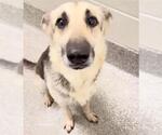 Small #1 German Shepherd Dog Mix