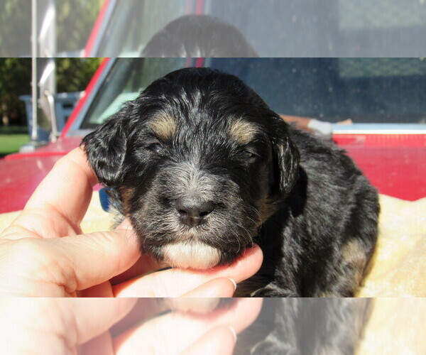 Medium Photo #1 Bernedoodle Puppy For Sale in BIG ROCK, IL, USA