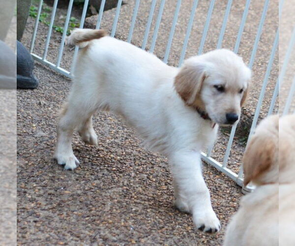 Medium Photo #3 Golden Retriever Puppy For Sale in Enfield, CT, USA