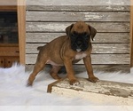 Small Photo #3 Boxer Puppy For Sale in FREDERICKSBURG, OH, USA