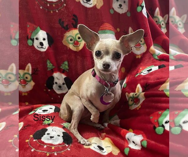 Medium Photo #2 Chihuahua-Unknown Mix Puppy For Sale in Colorado Springs, CO, USA