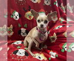 Small #1 Chihuahua Mix