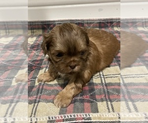 Shih Tzu Puppy for sale in FORNEY, TX, USA