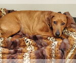 Small #4 Coonhound-Plott Hound Mix