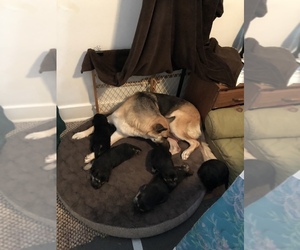 German Shepherd Dog-Malinois Mix Puppy for sale in KALAMAZOO, MI, USA