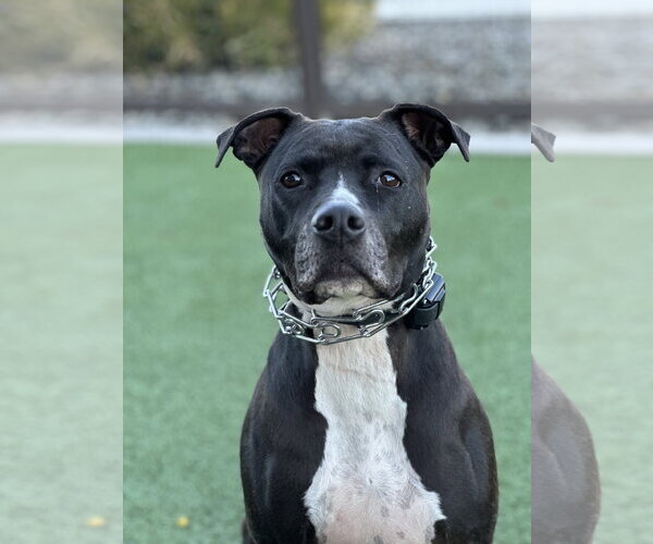 Medium Photo #1 American Pit Bull Terrier-Unknown Mix Puppy For Sale in Chandler, AZ, USA